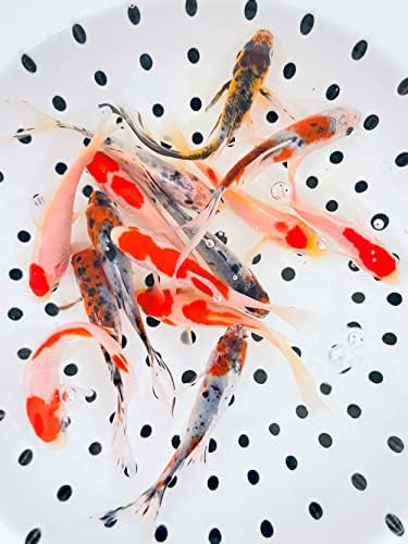 Kombinacija zlatne ribice Toledo Shubunkin i Sarasa Goldfish od, mješavina plave i crvene u raznim uzorcima - savršena za Bare ili akvarijume-4-5 inča, po 3, ukupno 6
